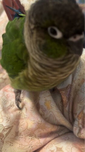 green cheek conure