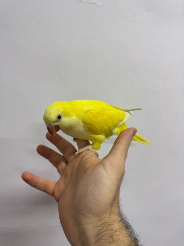 كويكر اليف و هدد