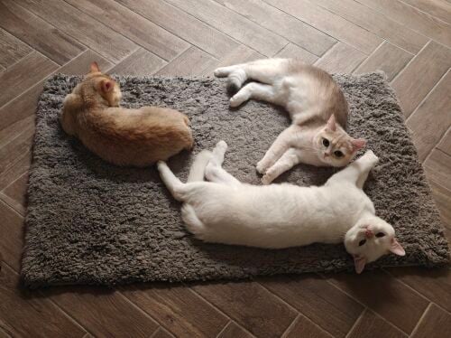 Scottish Kittens for sale