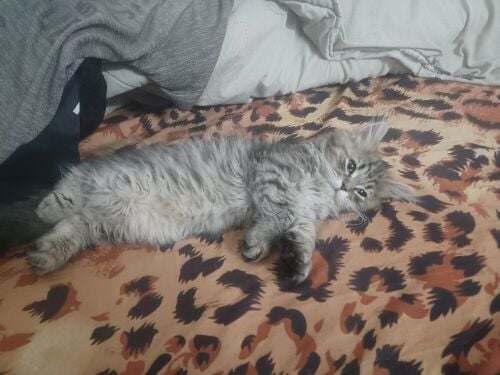 sheraz with Scott cat for sale