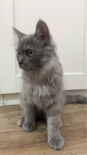 Scottish fold 