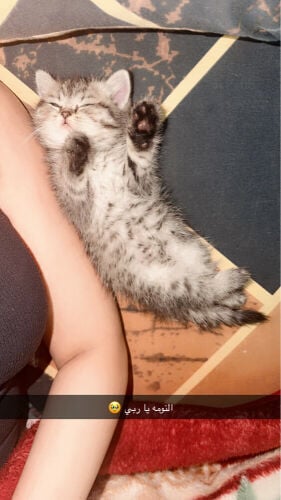 ‏cat