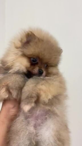 Pomeranian original (Mini Size)
