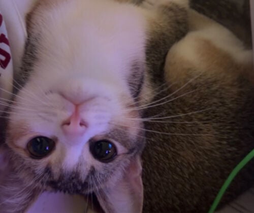 kitties for adoption
