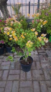 Bougainvillea Yellow