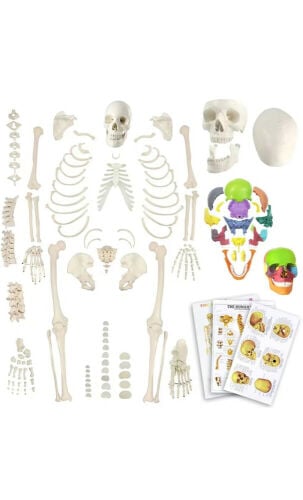     Human Anatomy Bone Set