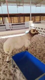 فحل سوري جرم