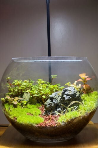closed Terrarium 