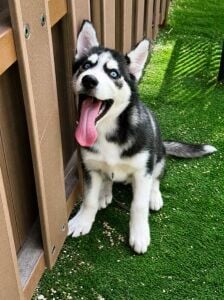 Husky Siberian