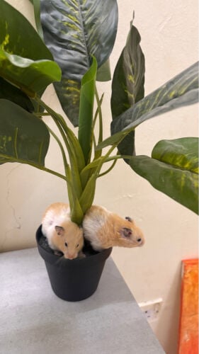 hamster 