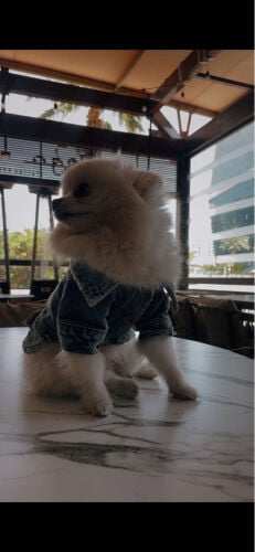 Pomeranian 2 years and half 