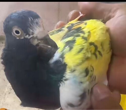 مطلوب ذكر بكستاني نفس الصوره ذي 