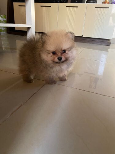 Pomeranian mini puer