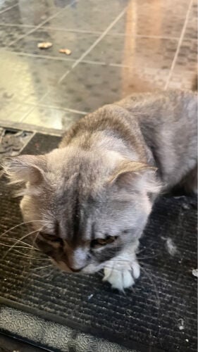 cat for Adopt