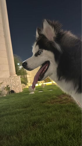 husky 