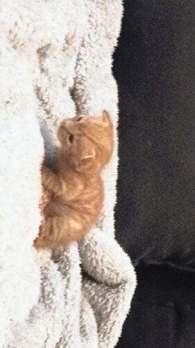 cute kittens for adoption