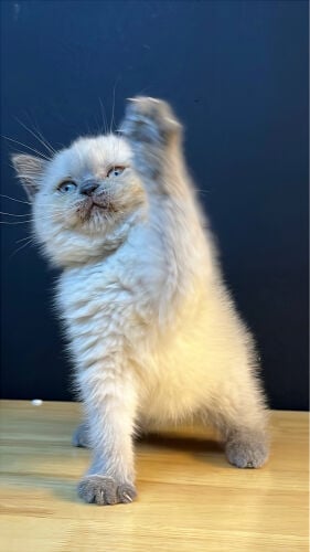 Female Himalayan Kitten