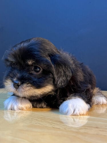 Male Maltese Puppy