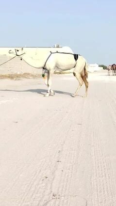للبيع عشراء سودانيه