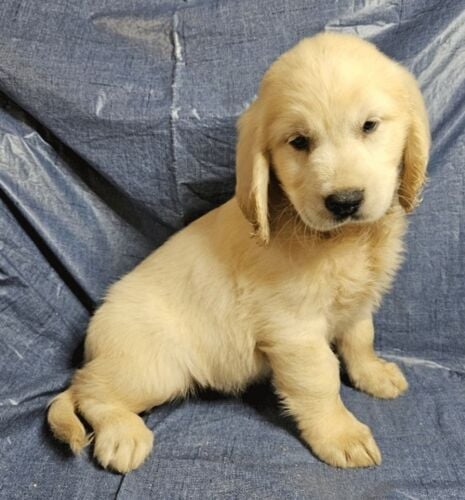Golden Retriever Puppy