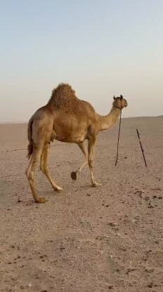 مهجنه