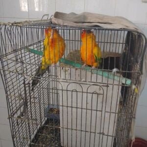 Sun conure pair 4 sale