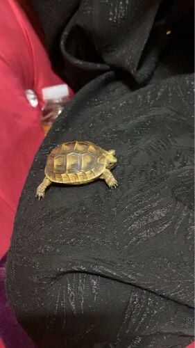 Wild turtle