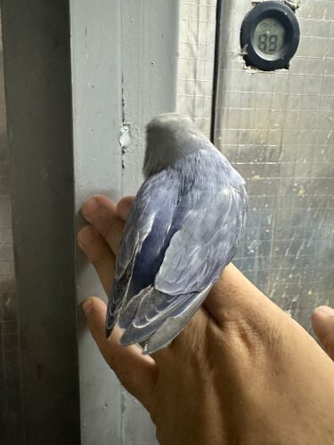 لوف بيرد