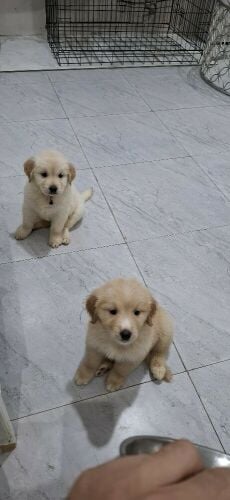 golden retriever