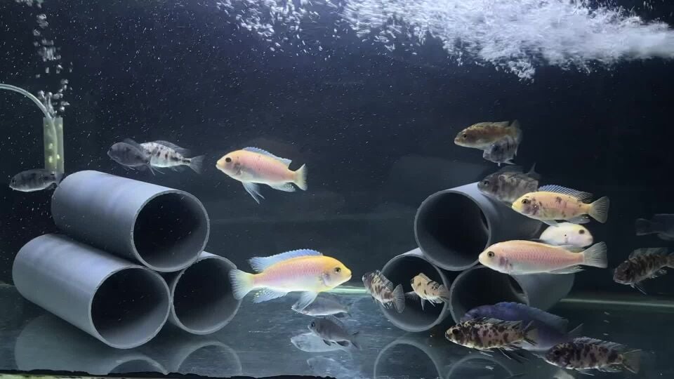 cichlids for sale
