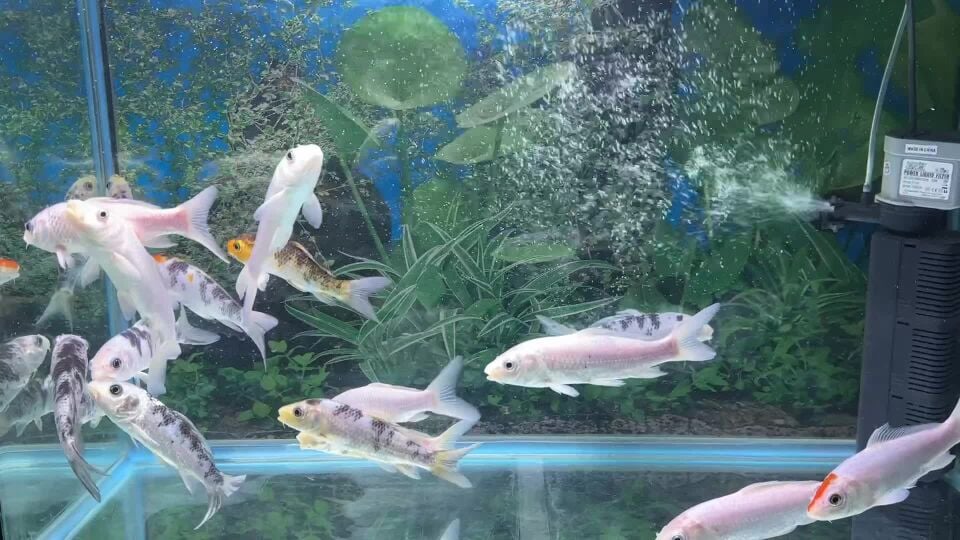 medium size koi fish for sale 