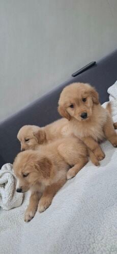 golden retriever
