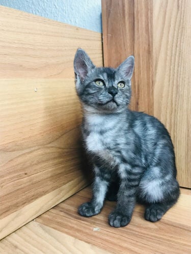 Scottish tabby 