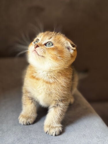 Scottish Double Fold