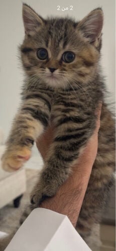 Female cat