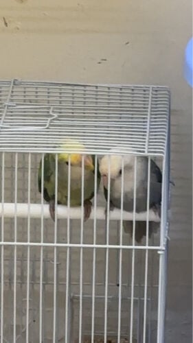 اللبيع