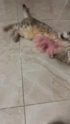 adoption 