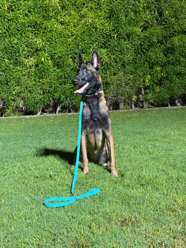 malinois female 