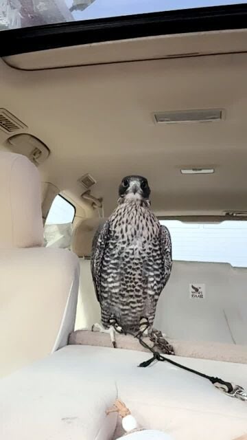 تبع جير سبق فاررط