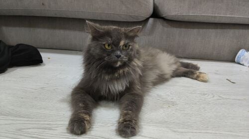 cat