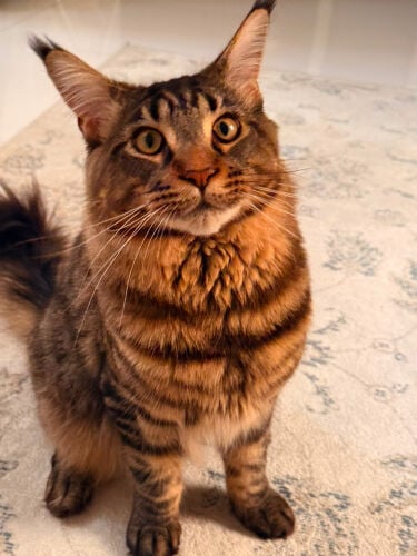 Maine coon
