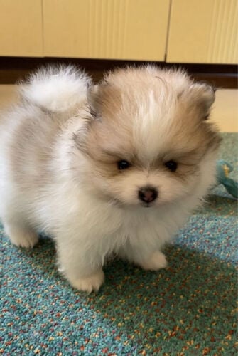 Pomeranian T Cup
