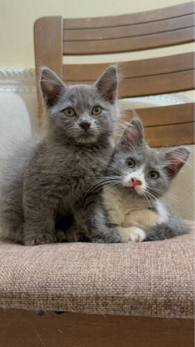 KITTENS FOR SALE 