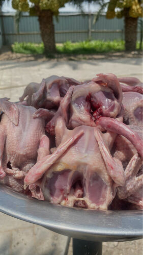 Jhajel Pigeons