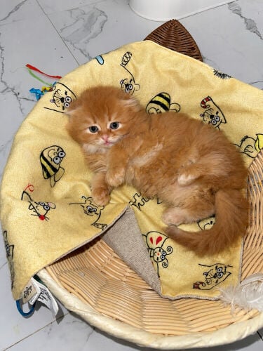 Scottish fold pure kittens