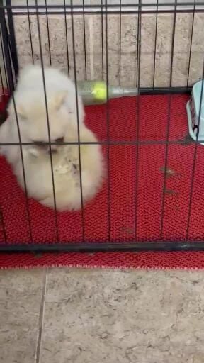 mini Pomeranian pure