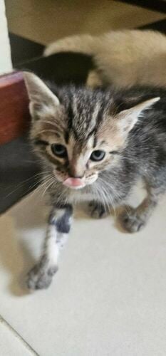 kittens for adoption