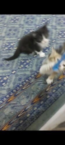 Shirazi cat