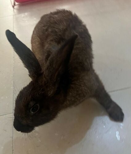 rabbit