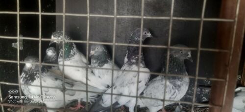Taddy, gooden, chapra pair 50 qar